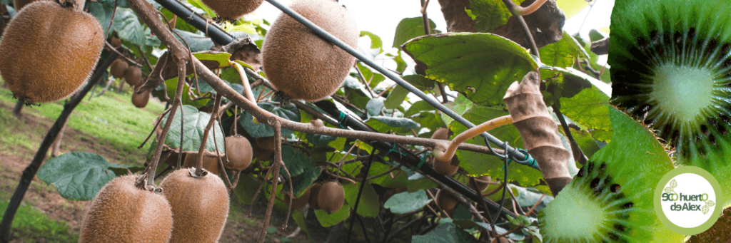 Cultivo de kiwis en maceta Cultivo de kiwis en maceta