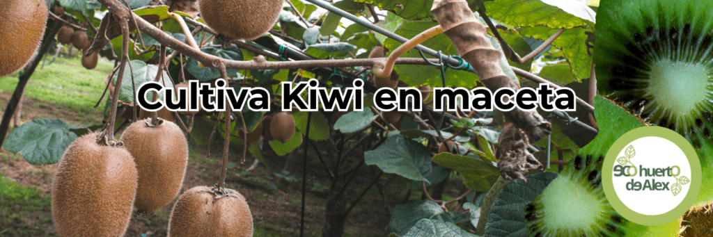 Cultiva kiwi en maceta